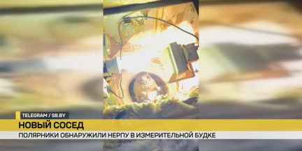 Полярники отправились замерять уровень моря и наткнулись в измерительной будке на греющуюся нерпу