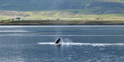Кит весом 15 тонн застрял на мелководье на севере Германии