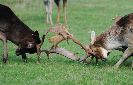 Жителей США предупредили о нападениях ненормальных оленей