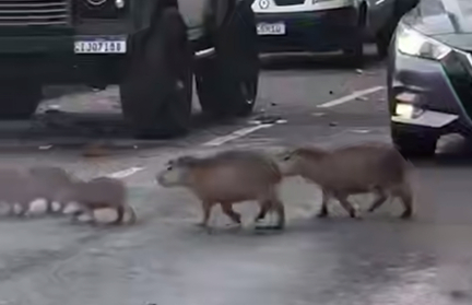 Милый затор: капибары в Бразилии парализовали движение, переходя улицу