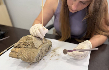 Зуб мамонта нашли во время раскопок в центре Нижнего Новгорода