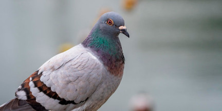 Китайские ученые применяют анализ поведения птиц и животных для разработки боевых беспилотников