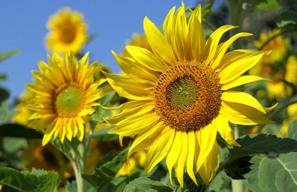 Цветочный бал, праздник моря и «Востраў Нясвіж Фэст». Собрали главные культурные события Беларуси в августе-2025