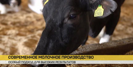 В агрокомбинате «Снов» – высокопродуктивная корова-долгожительница. Узнали, в чем секрет