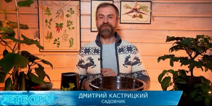 Секрет идеальной рассады перца раскрыл садовник Кастрицкий