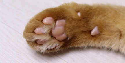 11-летний кот остался без хозяев в московском аэропорту: семья улетела на ПМЖ за границу