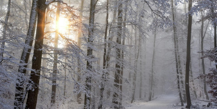 С минусом и небольшим снегом. Какая погода будет на новогодней неделе, рассказал синоптик Рябов