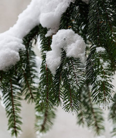 Морозы сменяются оттепелью. Прогноз погоды на 10-12 февраля