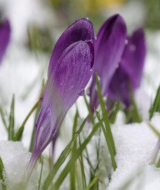 Весна берет верх. Прогноз погоды на 4-6 марта