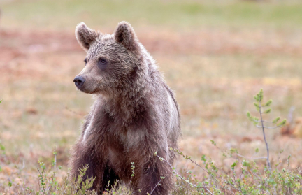 Белорус незаконно добыл краснокнижного медвежонка – ущерб оценили более чем в 50 тысяч рублей