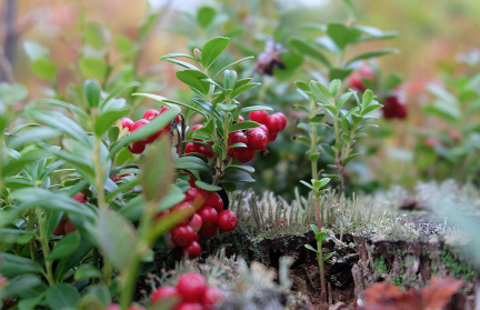 Определены сроки сбора брусники и клюквы на территории Гомельской и Могилевской областей