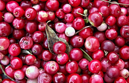 Узнали, когда можно собирать клюкву и бруснику в Витебской области