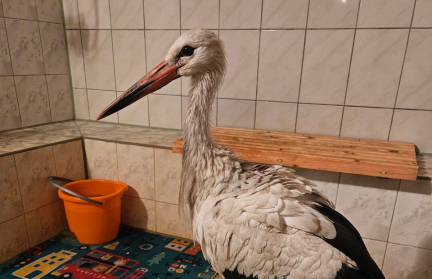 В Бресте у аиста из желудка достали килограмм земли и песка – что с ним произошло?