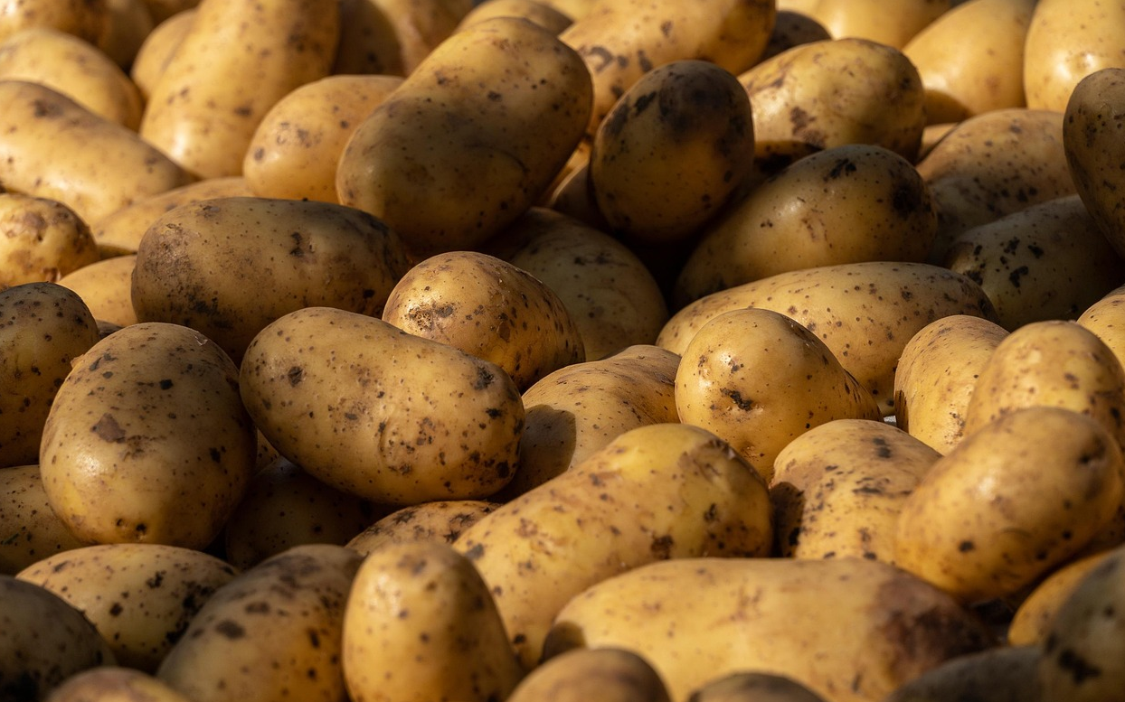 A detailed close-up shot of a large pile of freshly harvested yellow potatoes. The potatoes are oblong and round, with natural dirt specks and textured skin. Warm, natural sunlight casts soft shadows, creating a realistic agricultural harvest look. High resolution, photo-realistic texture, shallow depth of field.