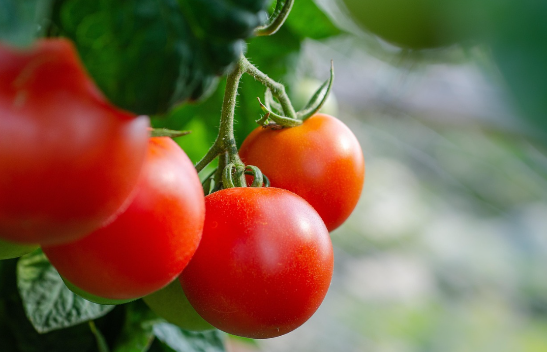 A macro photograph of a vine with perfectly round, ripe, bright red tomatoes hanging from a branch in a greenhouse. Close-up shot, sharp focus on the central glossy tomato. Beautiful soft bokeh background with blurry green leaves, cinematic natural daylight, photorealistic, 8k resolution, highly detailed texture.