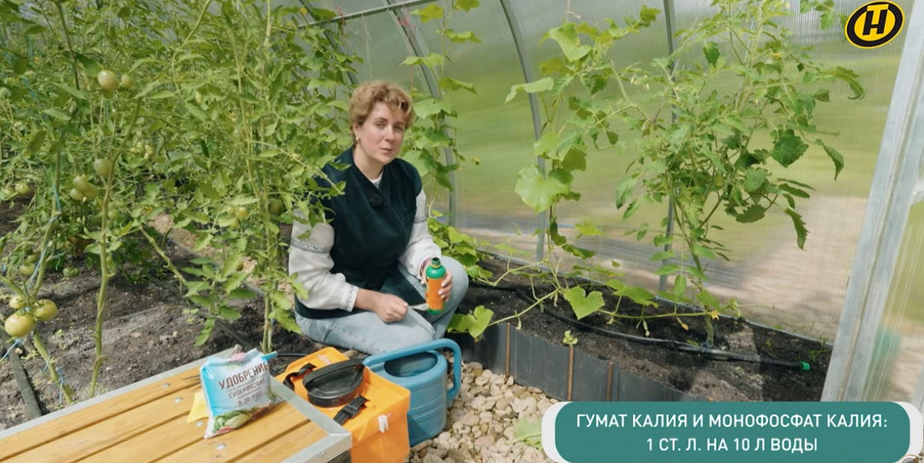 агроном удобряет огурцы